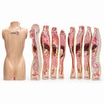 Human Torso Vertical Shears